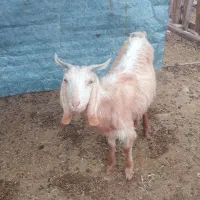 فروش یک عدد بز دورگ دوقلو زا دوماه آبستن هست