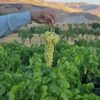 فروش باغ در بهترین لوکیشن ابهر