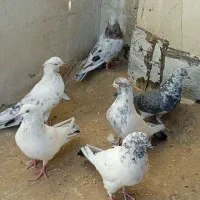 کبوترنر پرشی ،عروس هلندی،کوتوله