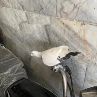 دوتا نر صید