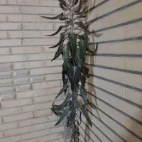 زمین-چهار-دیواری-دو-بر-نور