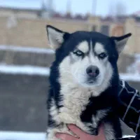 هاسکی اورجینال اصیل|سگ|فریمان, |دیوار