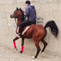 نریان عرب مصری دوسر وارداتی|اسب و تجهیزات اسب‌سواری|شهریار, شهرک مصطفی خمینی|دیوار