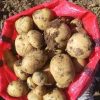 سیب زمینی بذری سانته ۱۴۰۱