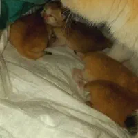 گربه برتیش