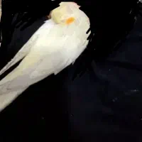 عروس هلندی گمشده،مژدگانی ویژه