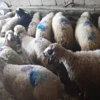 گوسفند زنده|خدمات پذیرایی، مراسم|تهران, طرشت|دیوار