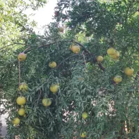 اجاره باغ انار(میوه)