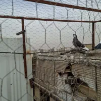 مسافت بلندکفتر مسابقه و ی جفت چپدم|پرنده|مشهد, کارده|دیوار