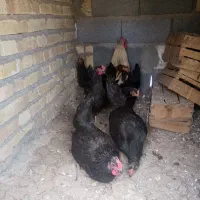 مرغ تخم گذار