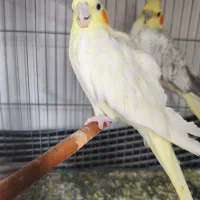 عروس هلندی|پرنده|محمدشهر, شهرک پیام (مهرالبرز)|دیوار