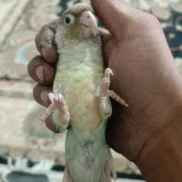 گرینچیک|پرنده|تربت جام, شهرک آزادگان|دیوار