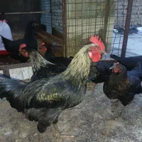 مرغ و خروس یک