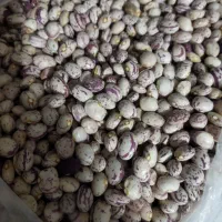 فروش لوبیا  چیتی