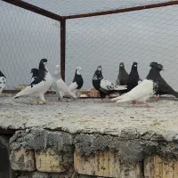 دسته بهبهونی