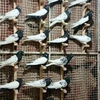 کفتر تاپ و سینه ای