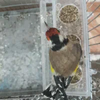 یک عدد سهره بسیار زیبا خوشکل قواره دار|پرنده|ملارد, |دیوار