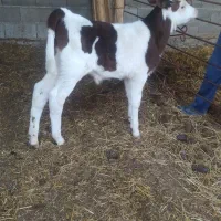 گوساله نر سیمینتال|حیوانات مزرعه|سیمین شهر, |دیوار