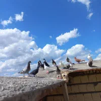 ۲۰ عدد کفتر رنگه زدوخوری