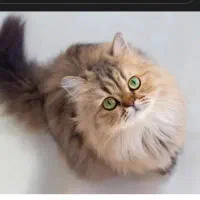 واگذاری گربه رو قبول میکنم