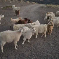 فروش بز محلی|حیوانات مزرعه|بافت, |دیوار