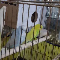 مرغ عشق انگلیسی