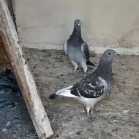 کبوترپلاکی|پرنده|حمیدیا, |دیوار