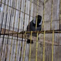 پرنده خانگی|پرنده|آبپخش, |دیوار