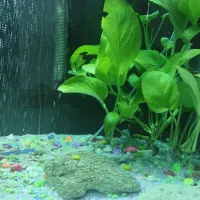 آکواریوم کامل با ماهی|ماهی|شوشتر, |دیوار