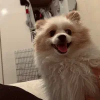 سگ پامر روباهی نر