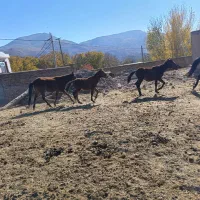 واگذاری اسب|اسب و تجهیزات اسبسواری|مرند, |دیوار