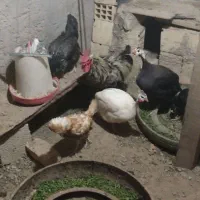 مرغ و خروس