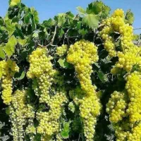 ارائه نهال انگور سفید بیدانه|خدمات باغبانی و درختکاری|قیدار, |دیوار