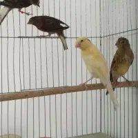 فروش تعدادی پرنده