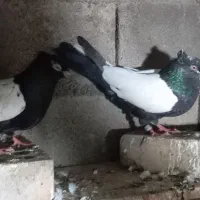 کبوتر سینه
