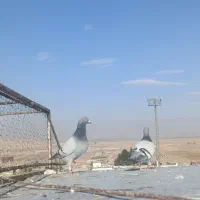 کفتر|پرنده|شیراز, برمشور علیا|دیوار