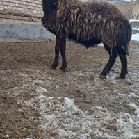 حیوانات مزرعه