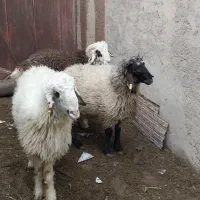 بره چاق درجه ۱