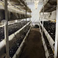 اجاره سالن پرورش قارچ|اجارهٔ دفتر صنعتی، کشاورزی، تجاری|باسمنج, |دیوار