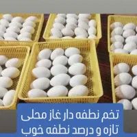 تخم غاز نطفه دار