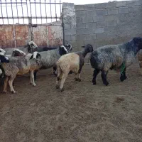 میش بره دار جفتی|حیوانات مزرعه|ارژن, |دیوار