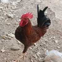 فروش 4عددخروس