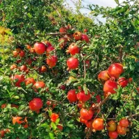 نهالستان میوه و گردو های پربار و مقاوم پالیز|خدمات باغبانی و درختکاری|مبارکه, |دیوار