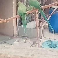 فروش جفت طوطی ملنگو و جفت شاه طوطی مولد آماده|پرنده|بندرعباس, |دیوار