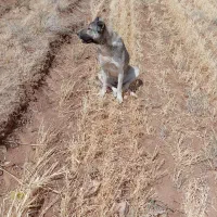 واگذاری توله سگ جوان