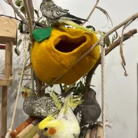 جوجه عروس هلندی