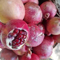 انار درجه ۱ کوهمره|خوردنی و آشامیدنی|شیراز, گلشن|دیوار