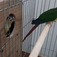 طوطی گرینچی جوجه