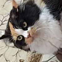 گمشده|گربه|رفسنجان, |دیوار