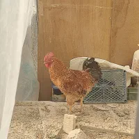 خروس|حیوانات مزرعه|شیراز, شاه قلی بیگی|دیوار